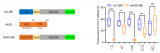 新型APOBEC3G-nCas9<b class='flag-5'>碱基</b><b class='flag-5'>编辑</b>器的精确性和应用价值