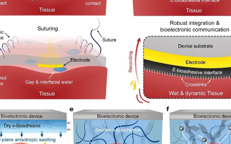 Nature Materials：首次提出可粘附生物电子的概念