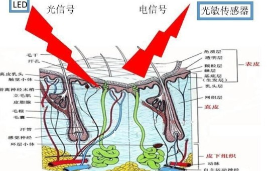 光学心率传感器的测量原理