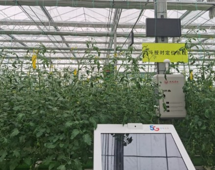 中国电信携手凤岐茶社共同打造5G新型农业试验场