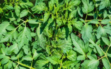动植物保护能力提升工程项目实施方案的介绍