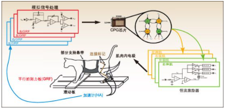 基于模擬CPG芯片在受損脊髓中的有效應用方案