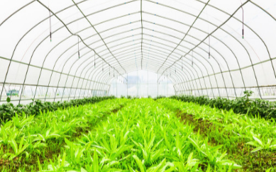 植物病害检测仪的应用领域以及使用效果的介绍