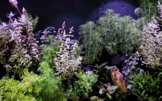 植物照明市场是崧盛股份今年重点发展的领域之一
