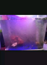 測試魚缸刷洗過后，十多斤水的凈化效果，水泵動力全開最多，十分鐘搞定啊哈哈哈哈
