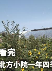 一分鐘看完北方小院一年四季變化，樹莓派延時攝影作品