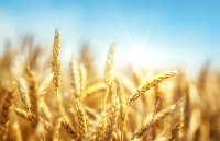 小麦中真菌毒素重金属快速定量检测解决方案
