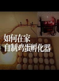 【搬運】如何在家自制雞蛋孵化器（Creative Channel ）