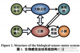 基于BP<b class='flag-5'>神经网络</b>的<b class='flag-5'>机器人</b>感觉运动<b class='flag-5'>系统</b>