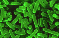 饮用水中铜绿假单胞菌快速检测解决方案