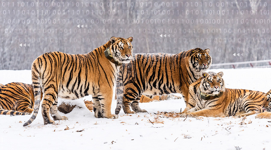 讓珍稀動物有跡可循，移遠通信助力東北虎豹國家公園建設