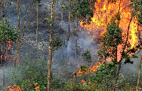 樣實時預警山火發生，森林煙火監測預警系統
