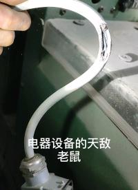 電器設備應防天敵～老鼠