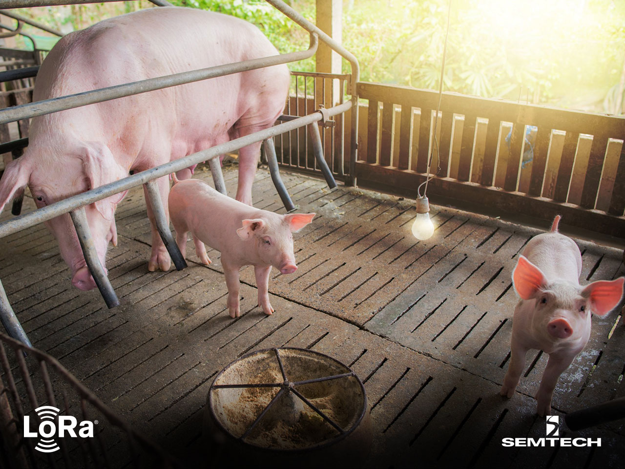 矽递科技为荷兰养猪场打造基于LoRa®和LoRaWAN®的环境监测方案