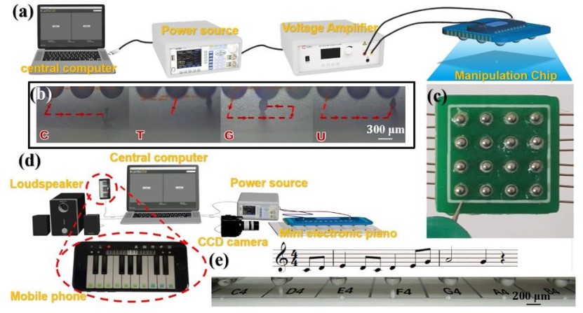 高壓放大器在鎵基液態金屬微型馬達驅動實驗研究中的應用